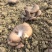 熊掌菇又名灵芝菇