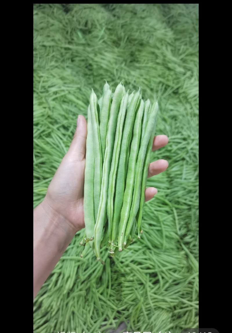 云南四季豆，小金豆，源场地，大量新货