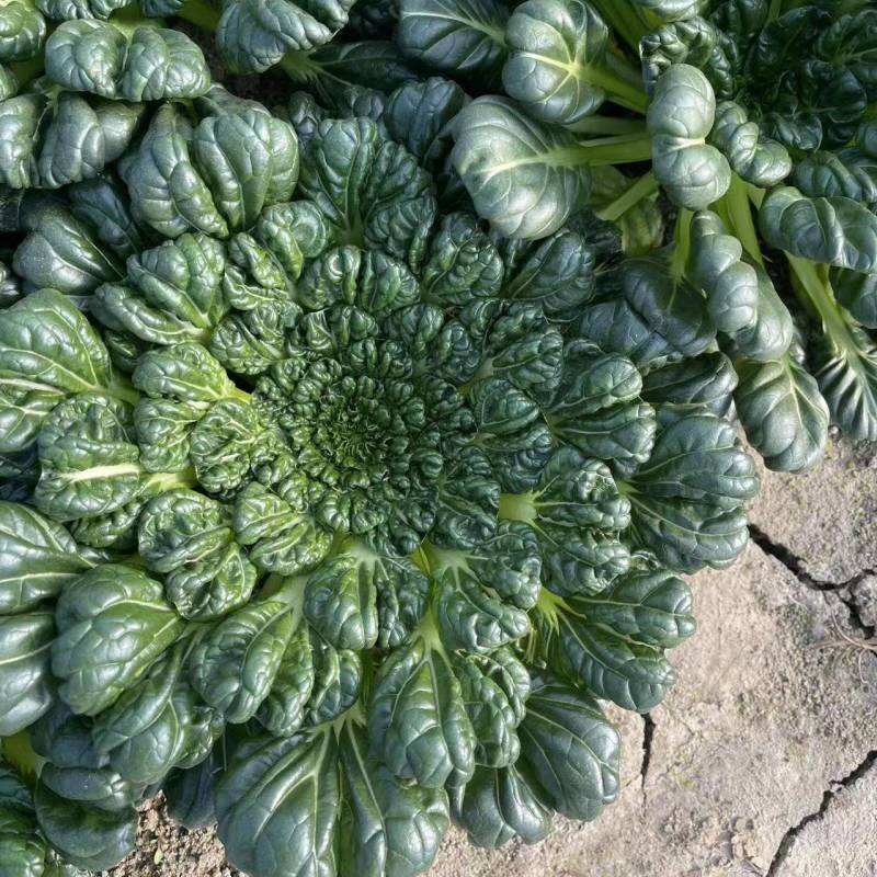 【臻选好货】江苏菊花菜/精品菊花菜/对接全网社区食堂商超