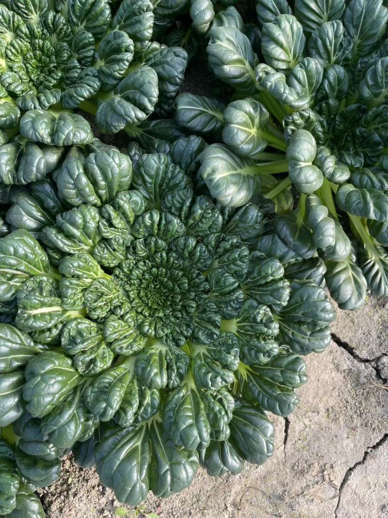 【臻选好货】江苏菊花菜/精品菊花菜/对接全网社区食堂商超