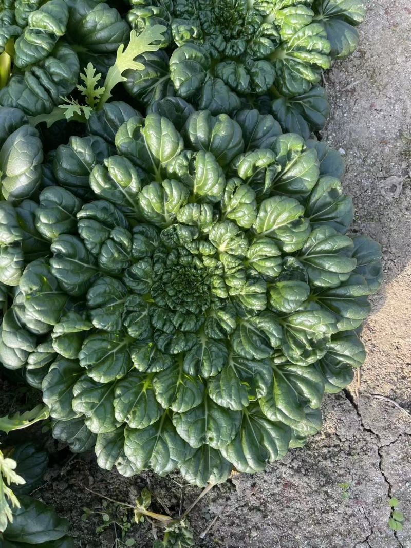 【臻选好货】江苏菊花菜/精品菊花菜/对接全网社区食堂商超