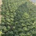 【臻选好货】江苏菊花菜/精品菊花菜/对接全网社区食堂商超