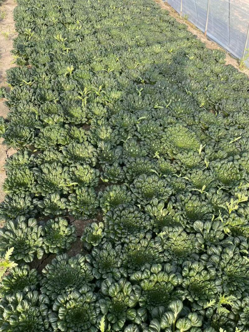 【臻选好货】江苏菊花菜/精品菊花菜/对接全网社区食堂商超