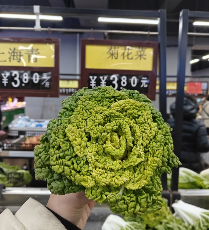 【臻选好货】江苏菊花菜/精品菊花菜/对接全网社区食堂商超