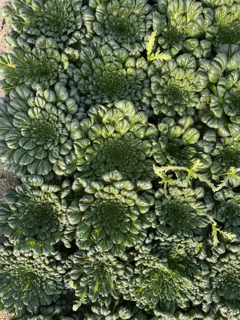 【臻选好货】江苏菊花菜/精品菊花菜/对接全网社区食堂商超
