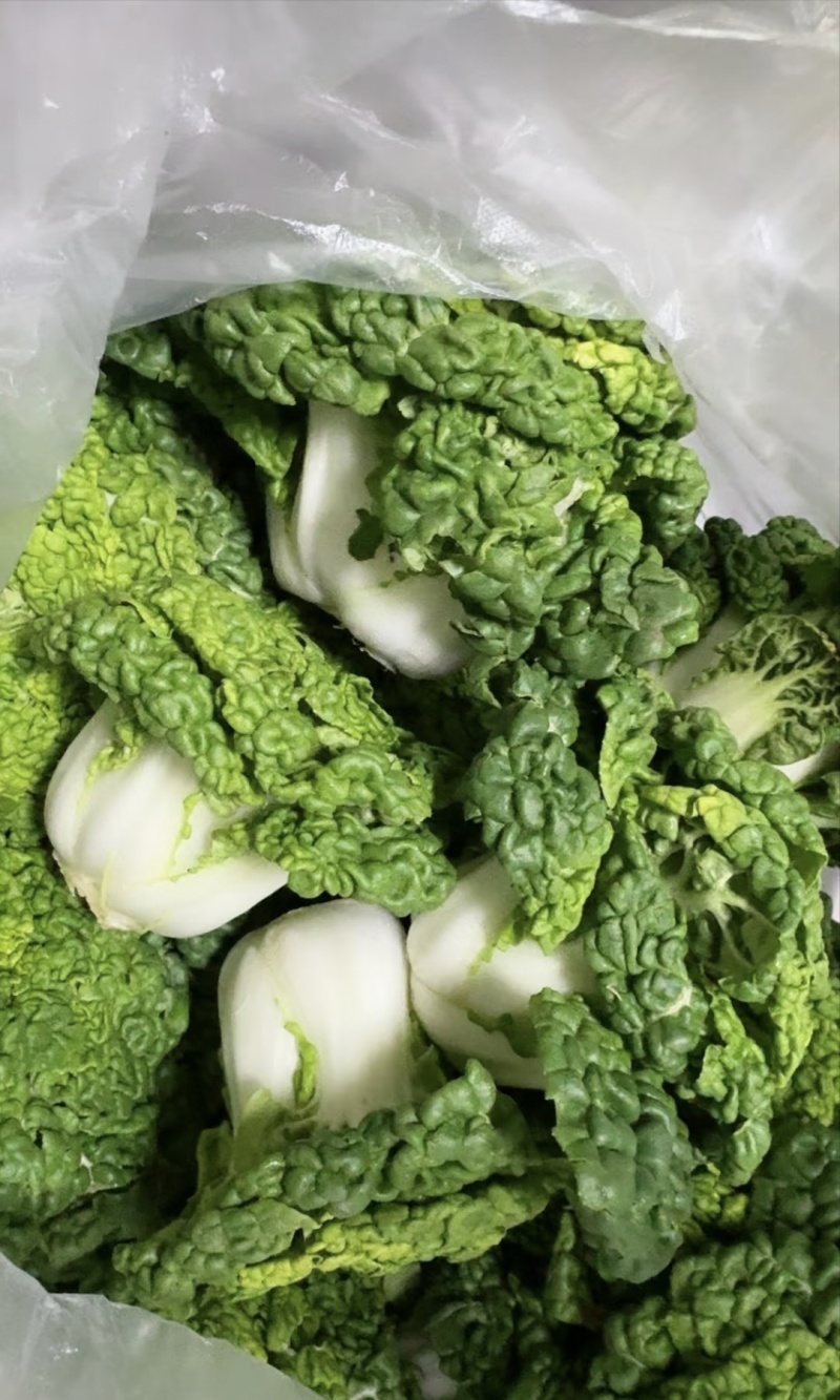 【臻选好货】江苏菊花菜/精品菊花菜/对接全网社区食堂商超
