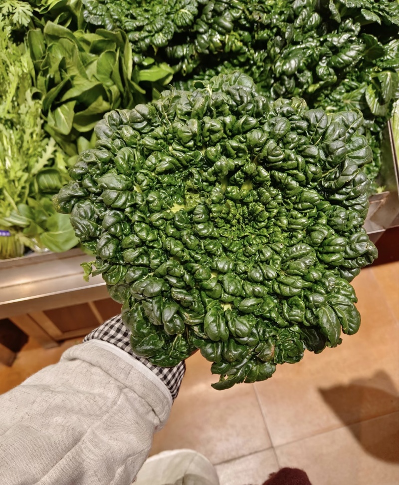 【臻选好货】江苏菊花菜/精品菊花菜/对接全网社区食堂商超