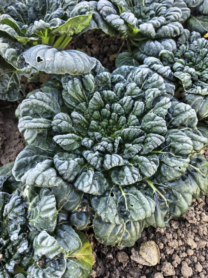 【臻选好货】江苏菊花菜/精品菊花菜/对接全网社区食堂商超
