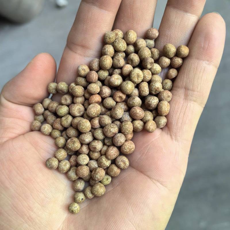 特小粒麻豌豆