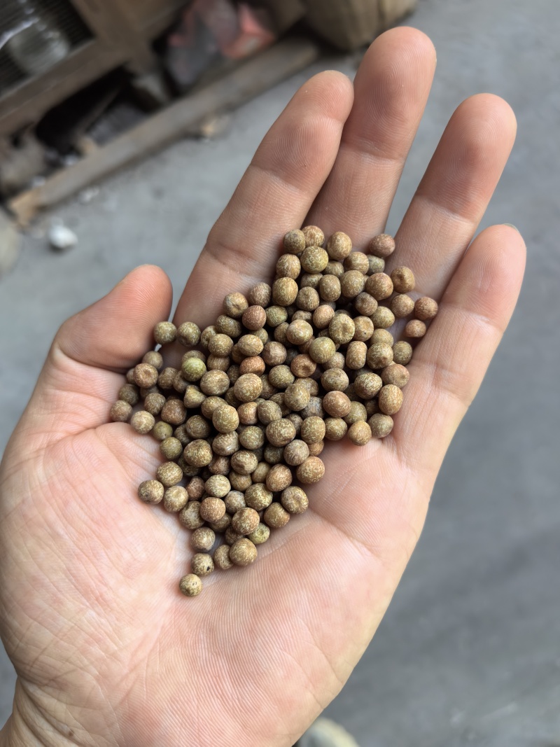 特小粒麻豌豆