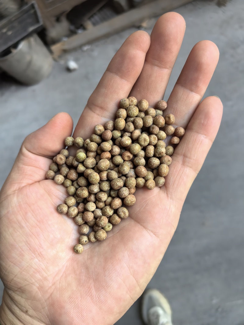 特小粒麻豌豆