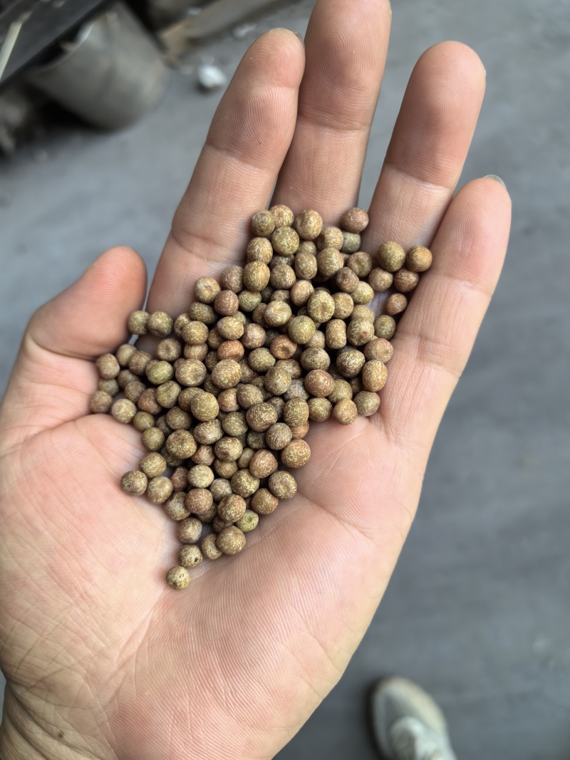 特小粒麻豌豆
