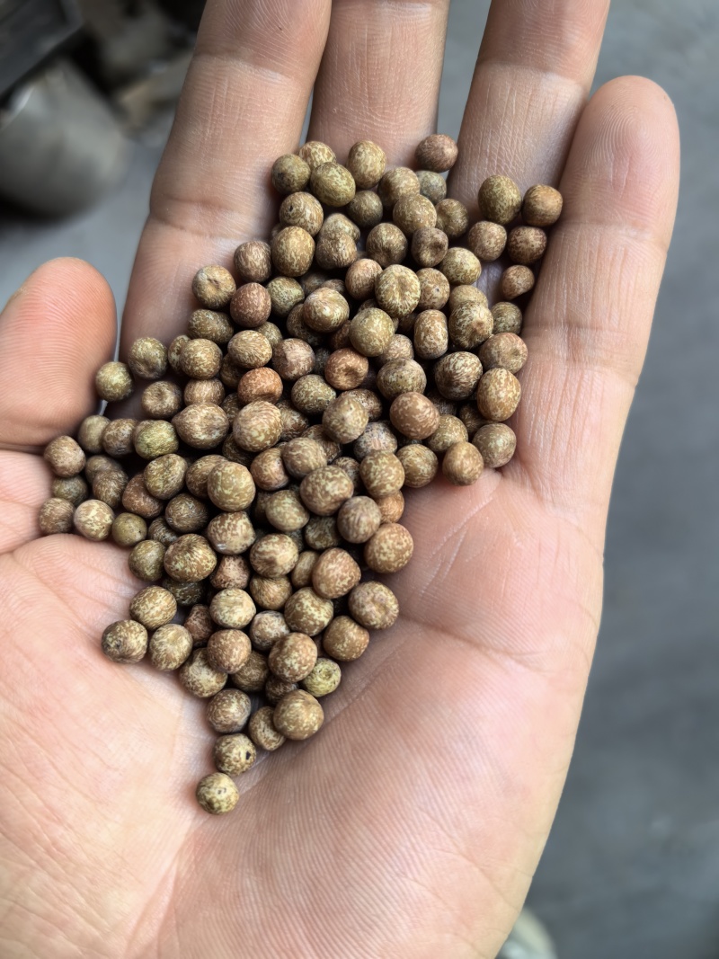 特小粒麻豌豆
