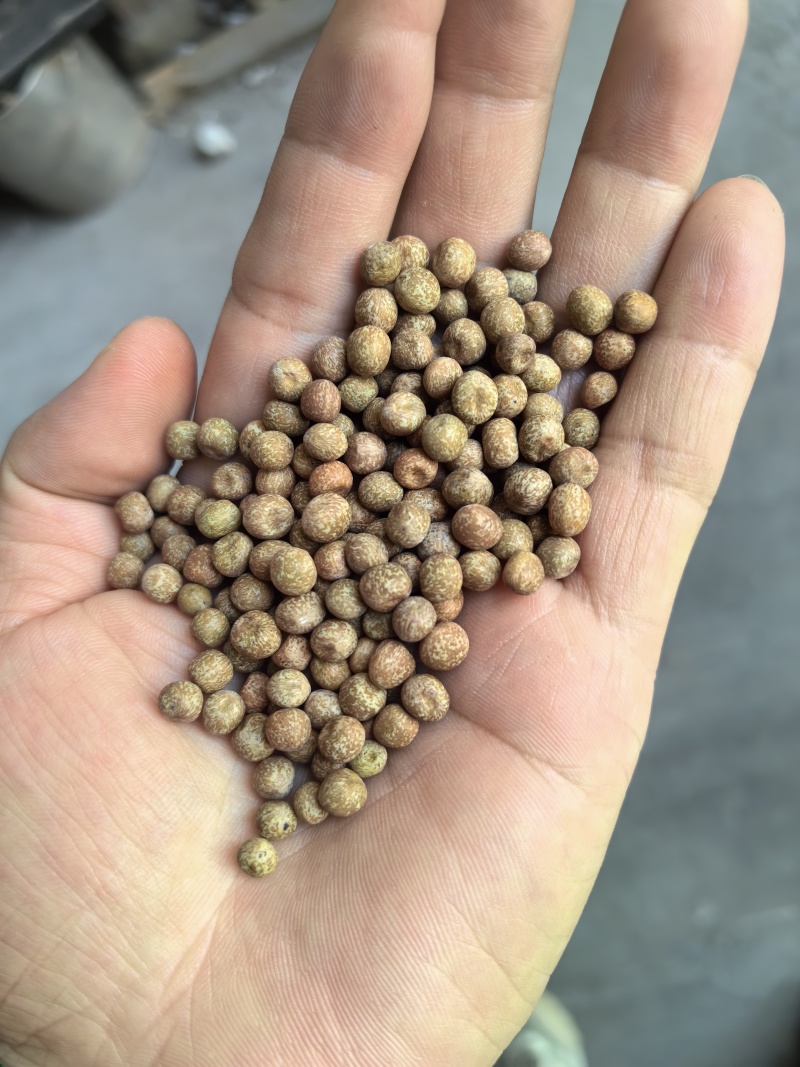 特小粒麻豌豆