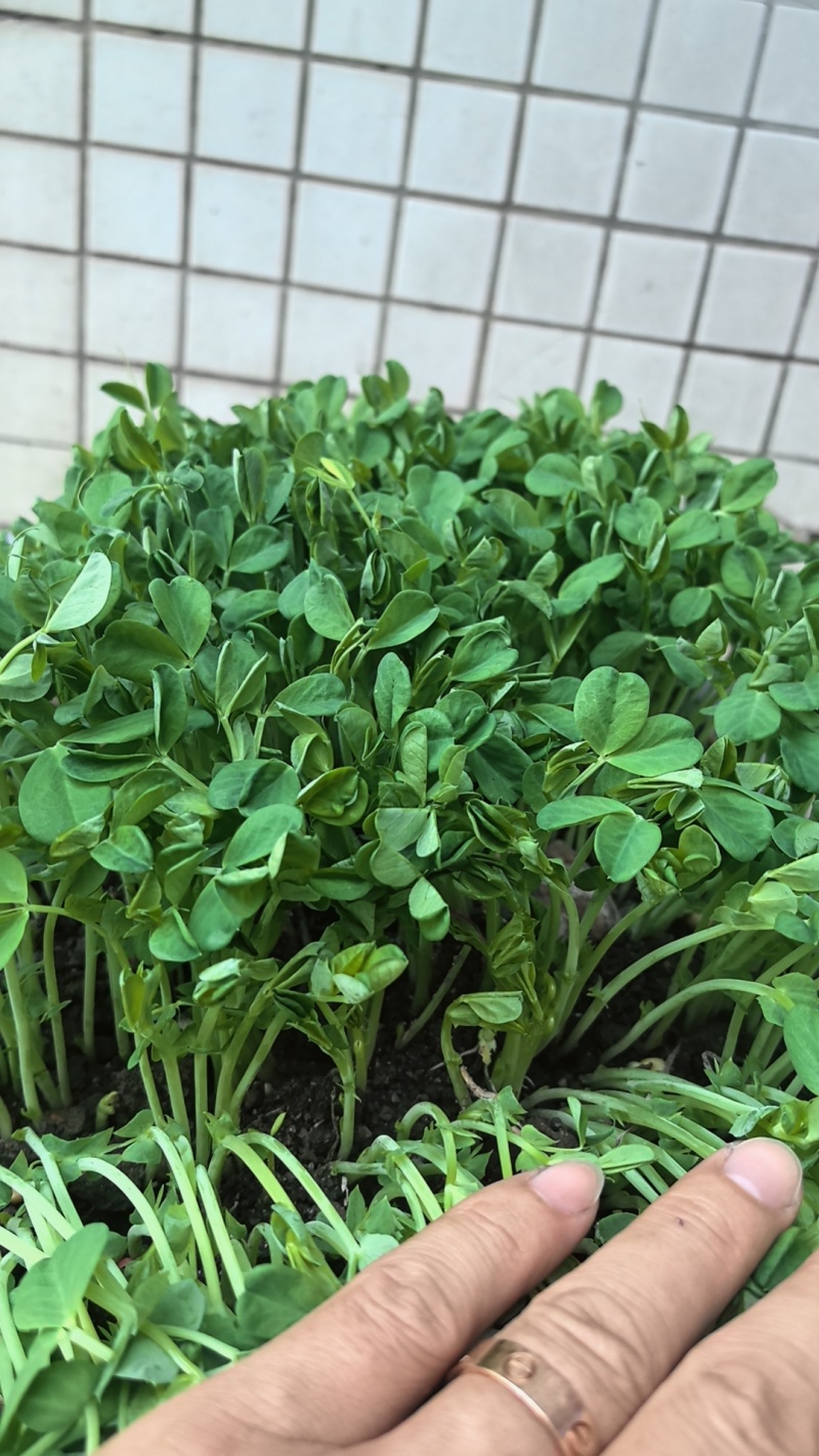 大叶豌豆，土培豌豆尖