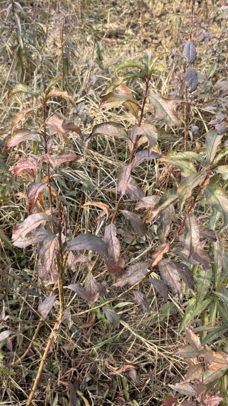 龙李，蜂糖李，青灰五月脆树苗大量供应合作共赢