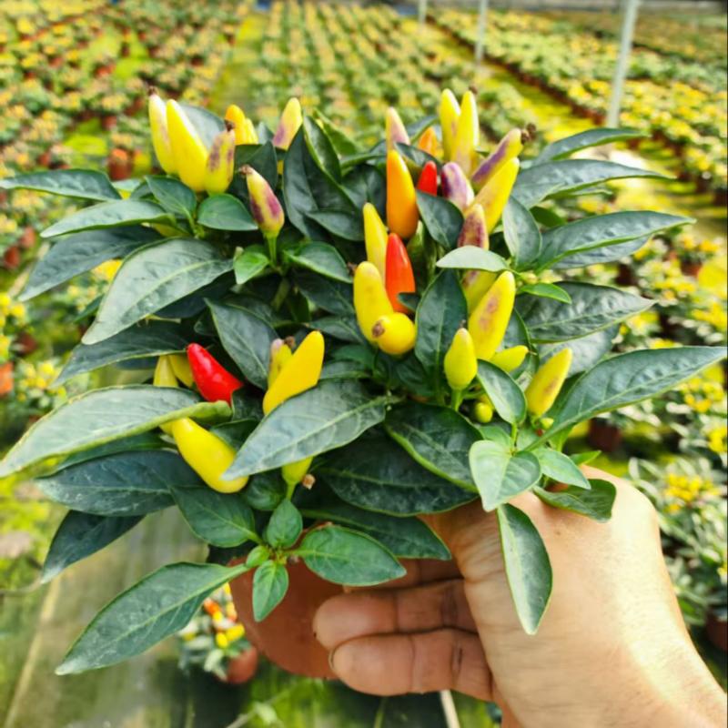 140#尖椒，苹果椒盆栽花卉广州基地直销