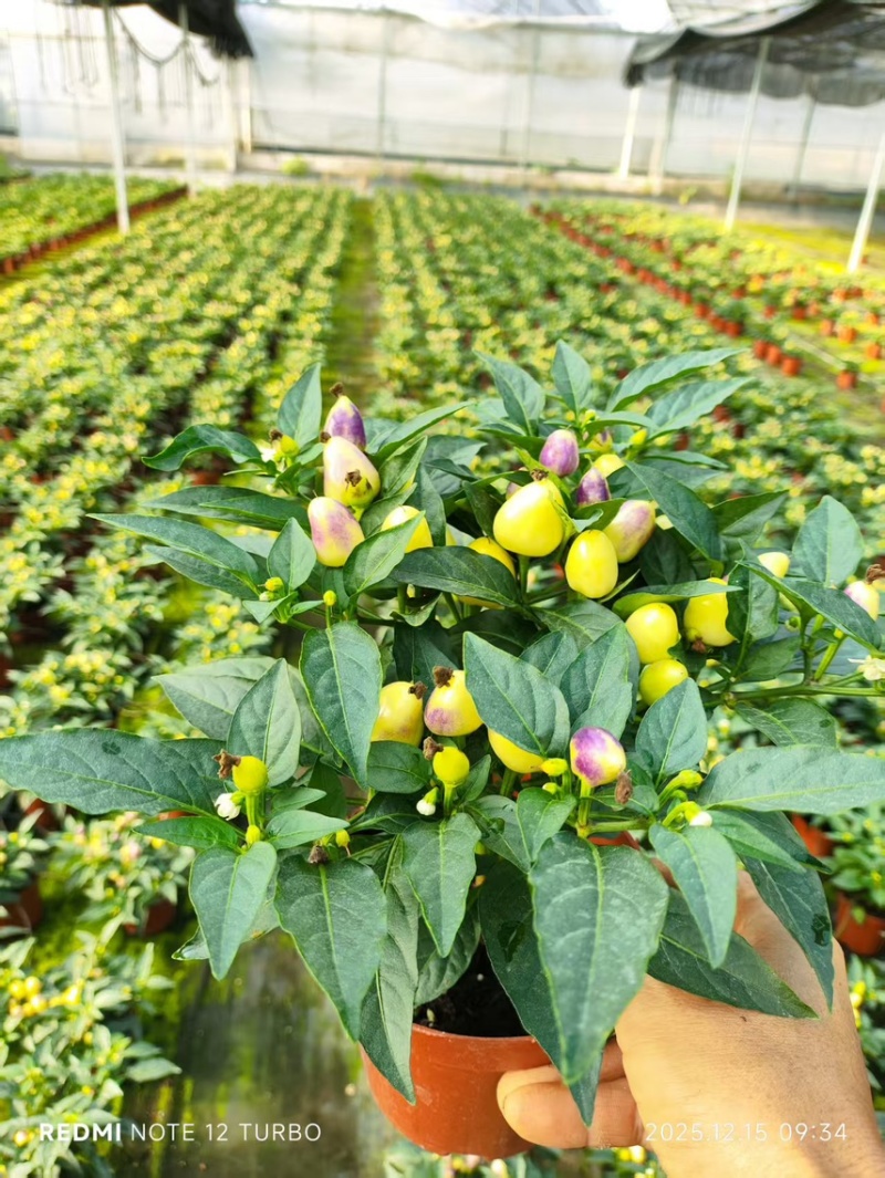 140#尖椒，苹果椒盆栽花卉广州基地直销