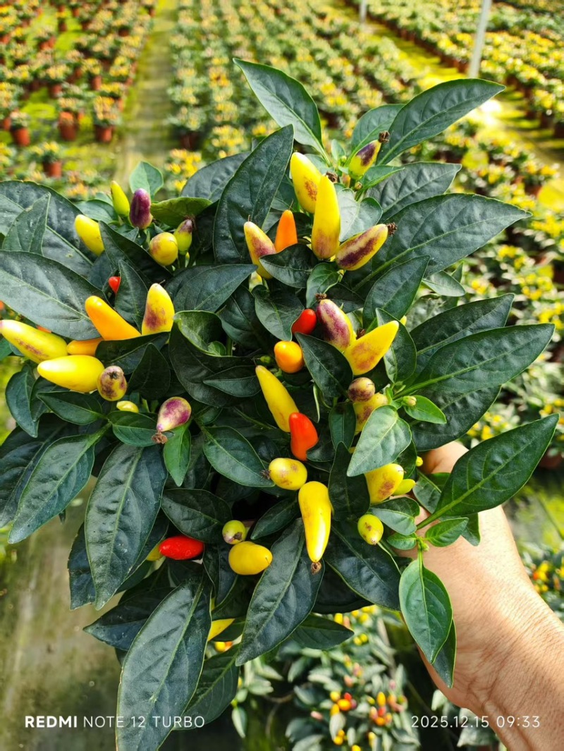 140#尖椒，苹果椒盆栽花卉广州基地直销