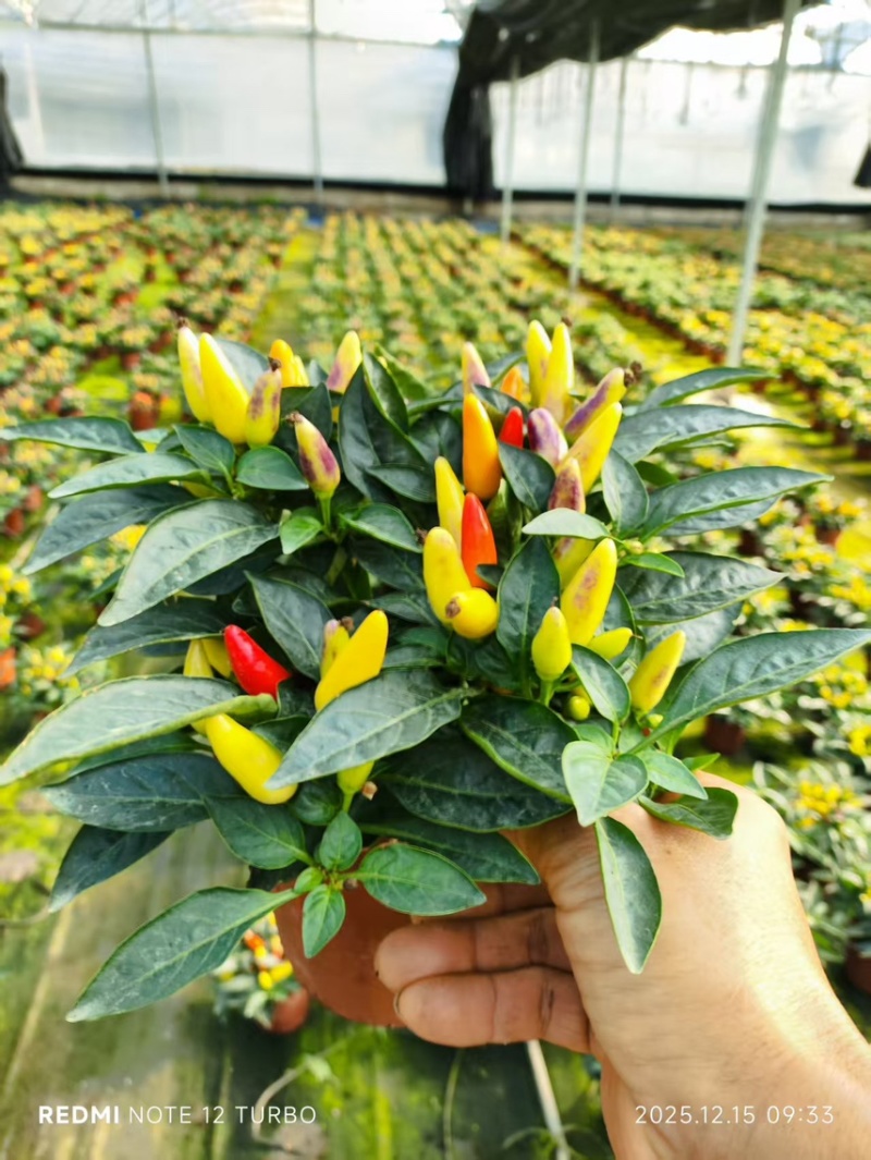 140#尖椒，苹果椒盆栽花卉广州基地直销
