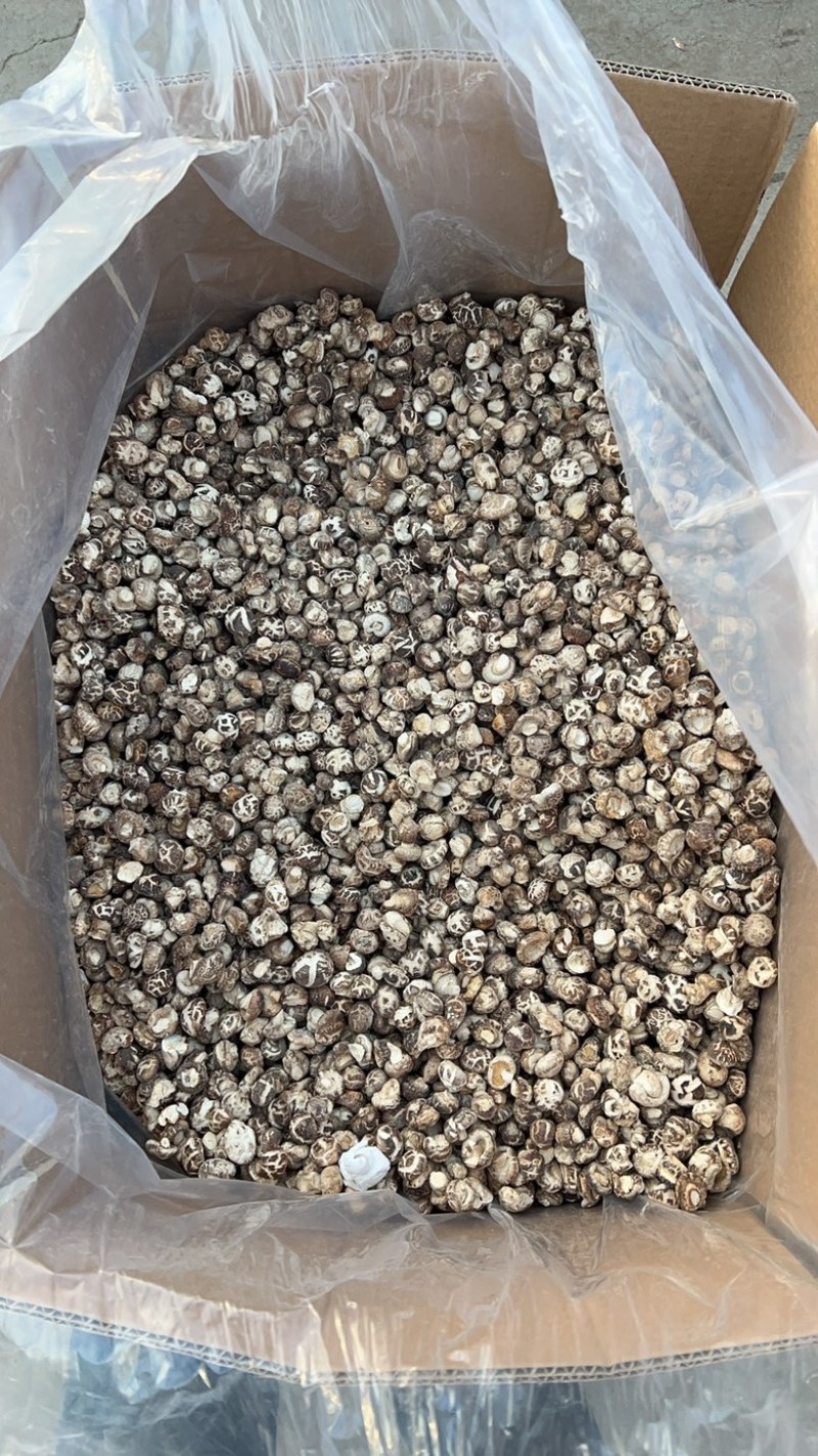花菇丁小花菇丁产地直发供应商超批发零售市场