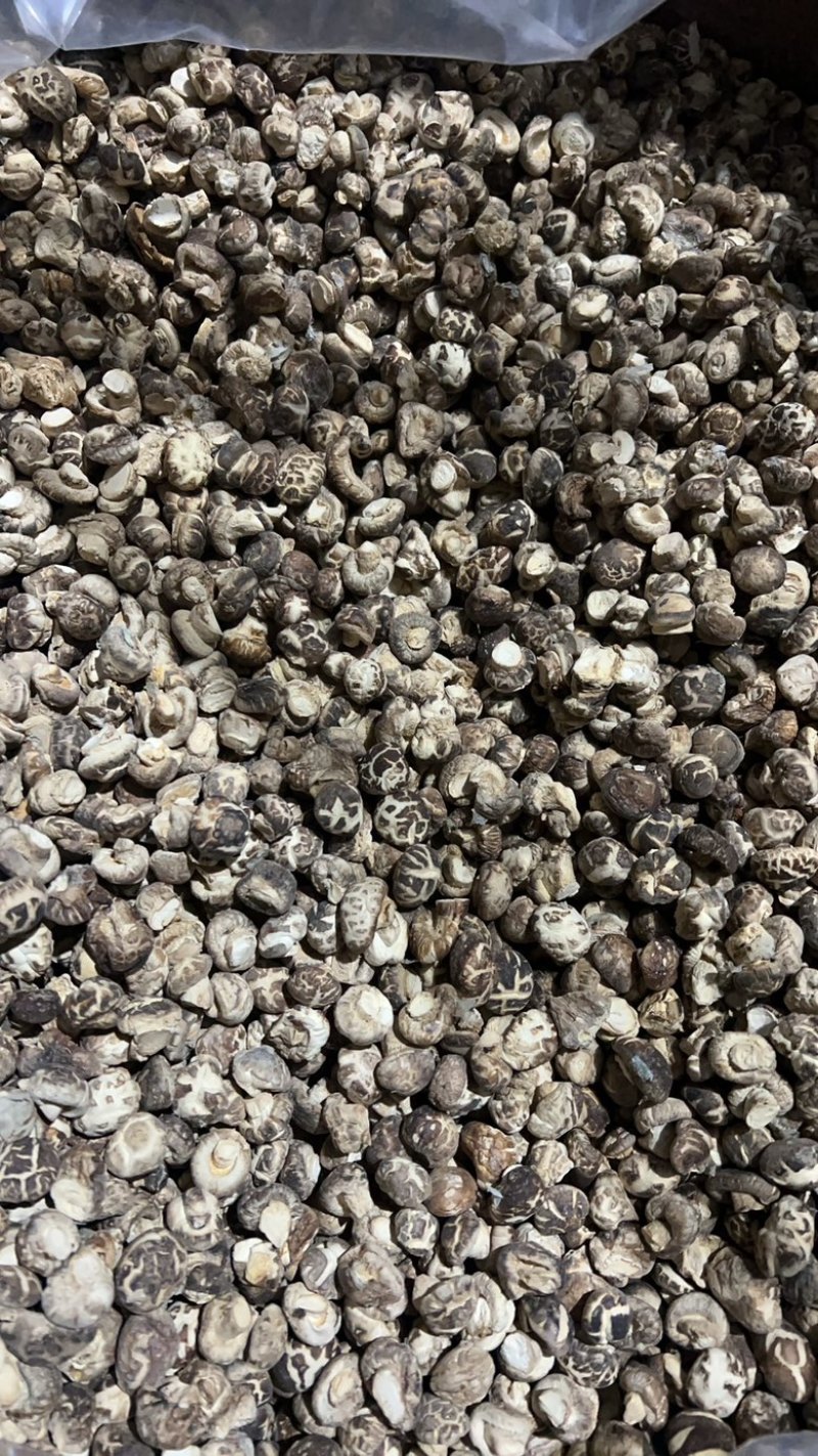 花菇丁小花菇丁产地直发供应商超批发零售市场