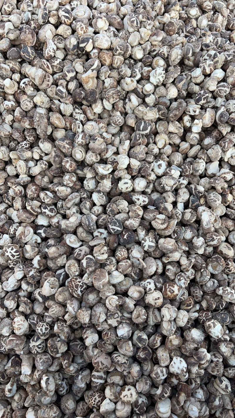 花菇丁小花菇丁产地直发供应商超批发零售市场