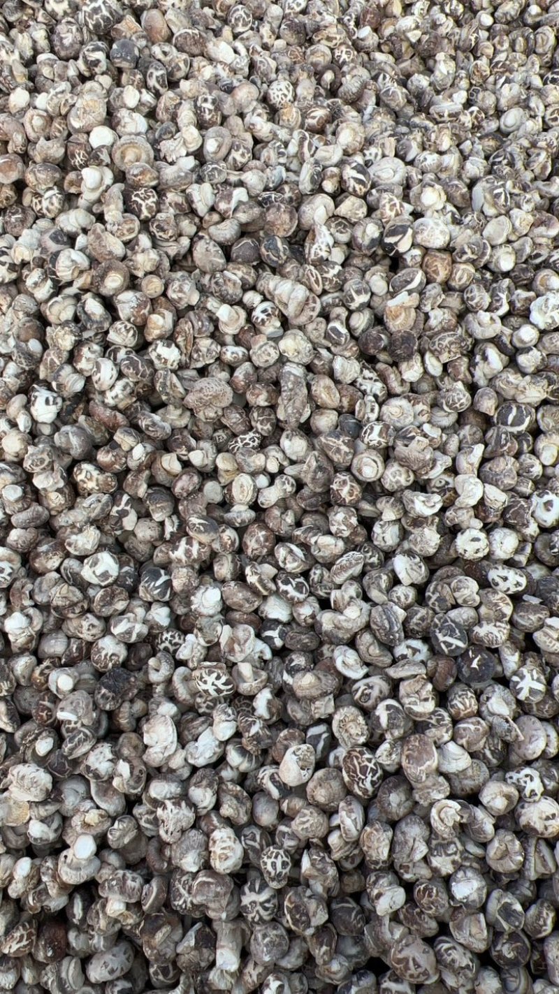 花菇丁小花菇丁产地直发供应商超批发零售市场