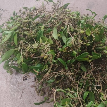 野生石仙桃不苦不辣单叶双叶大中小果各种石橄榄