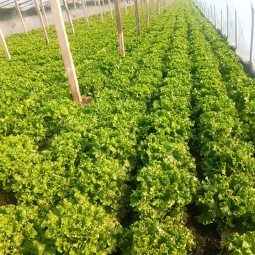 精品生菜，产地直供，货源充足，欢迎老板洽谈，面向全国