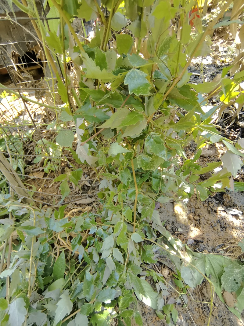 藤茶苗霉茶苗长寿藤苗甘露茶苗藤婆茶苗龙须茶苗