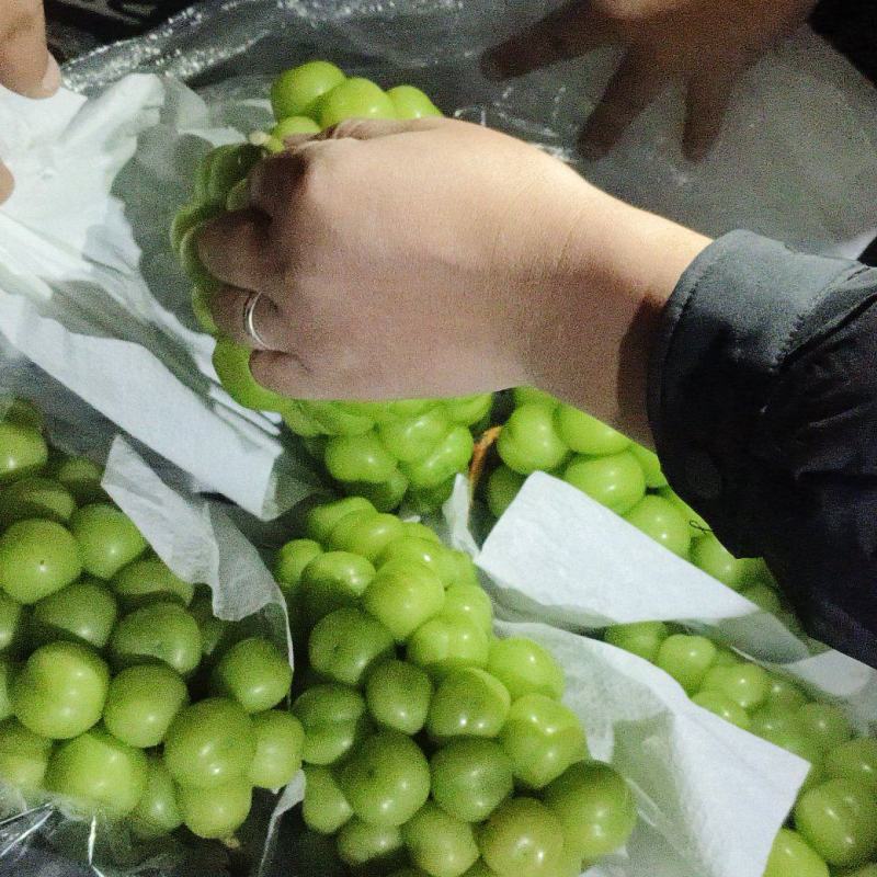河北大颗粒阳光玫瑰串行好糖分高冷库打冷耐运输储存按需分拣打包