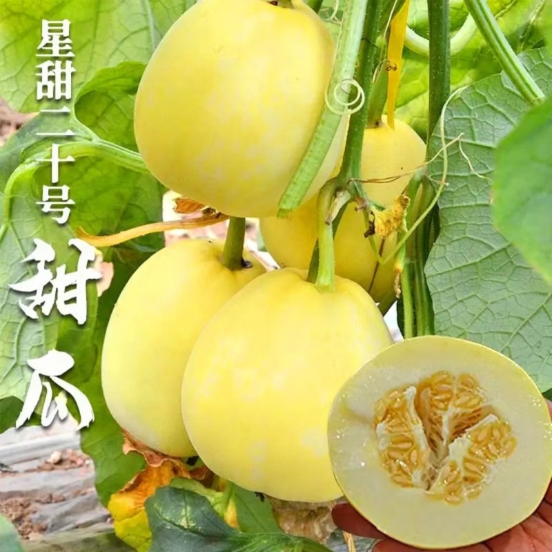 黄皮甜瓜刚甜520嫁接苗冰糖王星甜金冠糖度高耐裂