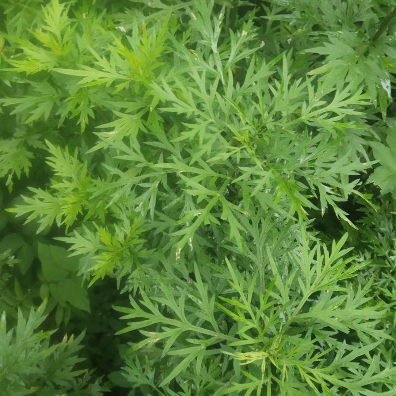 草艾苗遏草苗香艾苗蕲艾苗艾萧苗艾蒿苗蓬藁灸苗草医苗