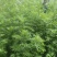 草艾苗遏草苗香艾苗蕲艾苗艾萧苗艾蒿苗蓬藁灸苗草医苗