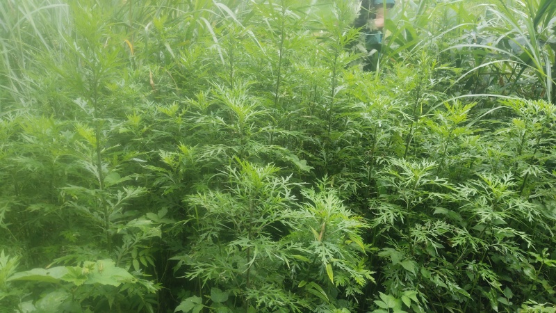 草艾苗遏草苗香艾苗蕲艾苗艾萧苗艾蒿苗蓬藁灸苗草医苗