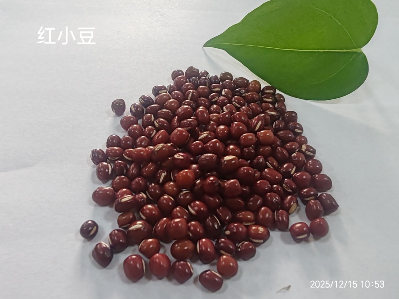 红豆