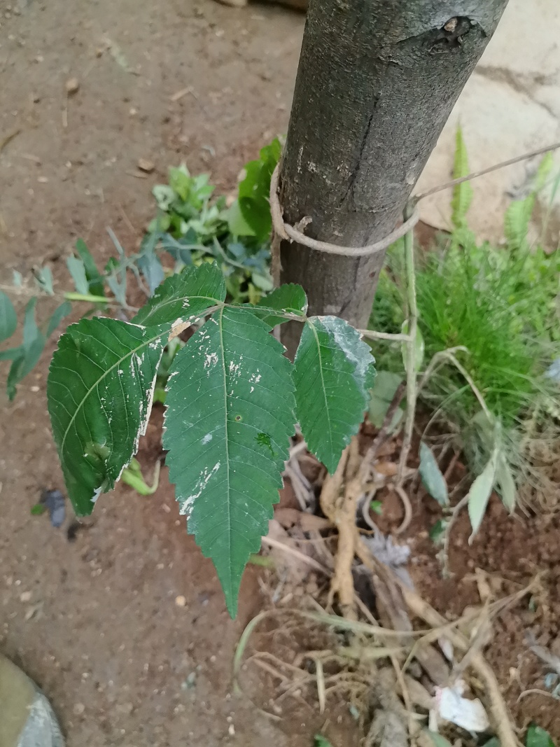 盐肤木切片五倍子树切片倍子柴切片角倍土切片