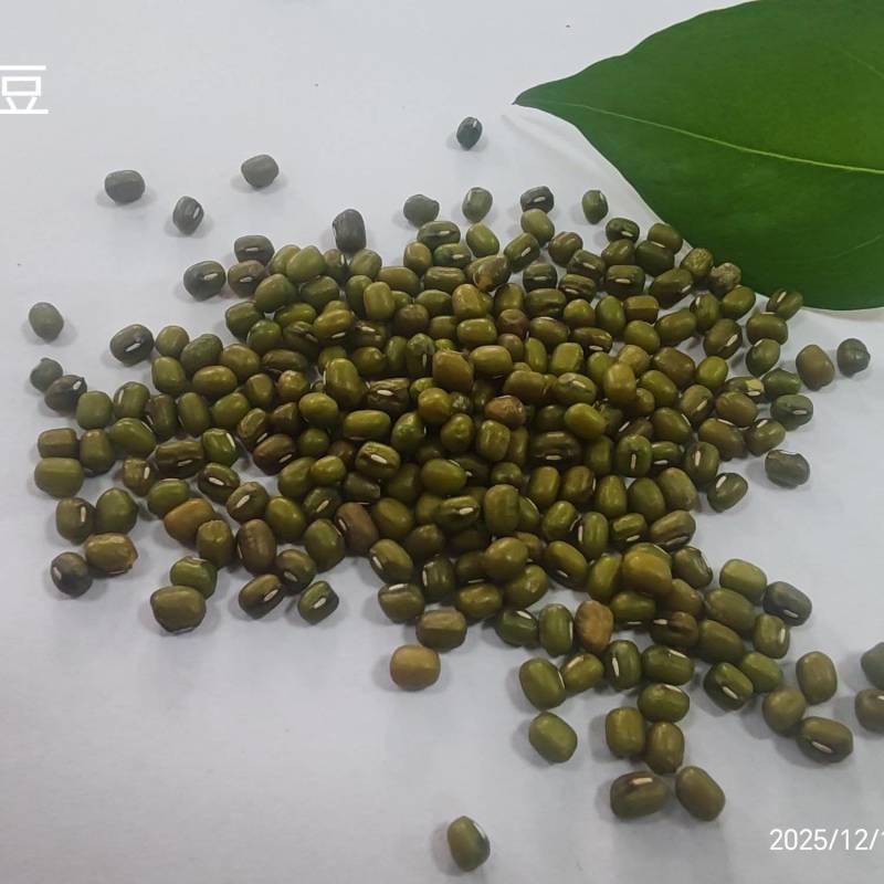 常年大量供应绿豆