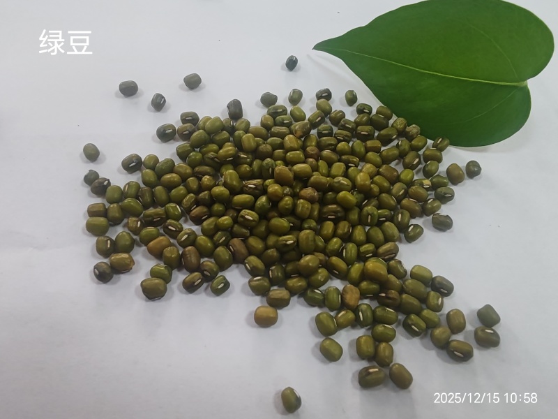 常年大量供应绿豆