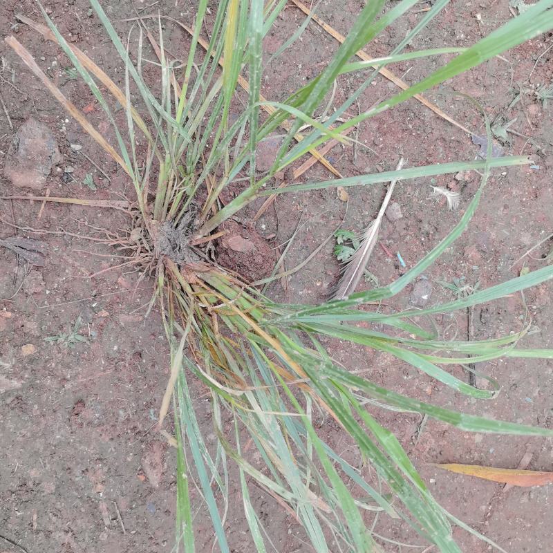 牛筋草苗蟋蟀草‌苗千金草‌苗路边草‌苗