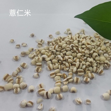 常年大量供应薏仁米