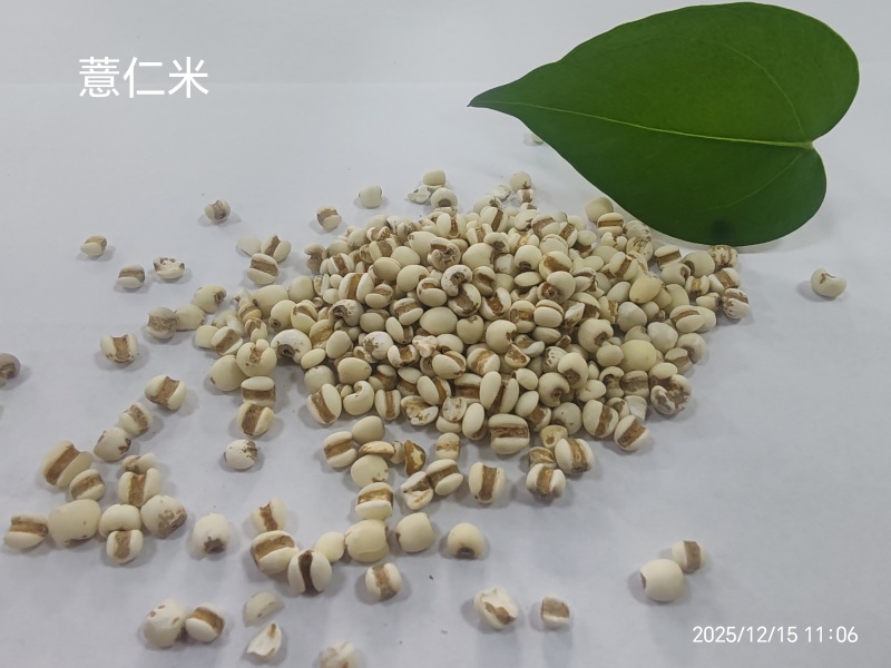 常年大量供应薏仁米