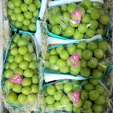 精品阳光玫瑰葡萄质量保证产地供应量大从优质量保证欢迎咨