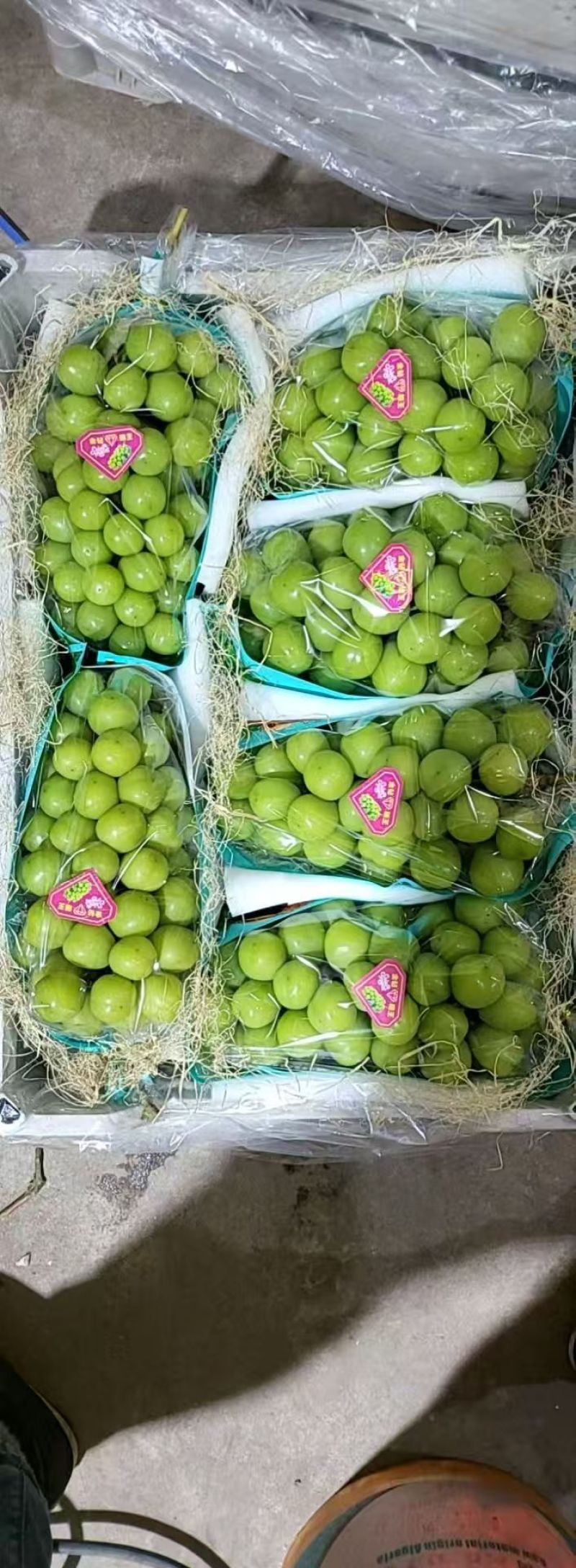 精品阳光玫瑰葡萄质量保证产地供应量大从优质量保证欢迎咨