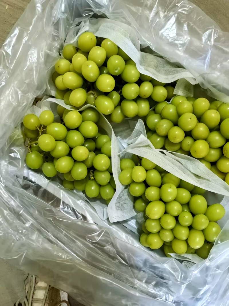 精品阳光玫瑰葡萄质量保证产地供应量大从优质量保证欢迎咨