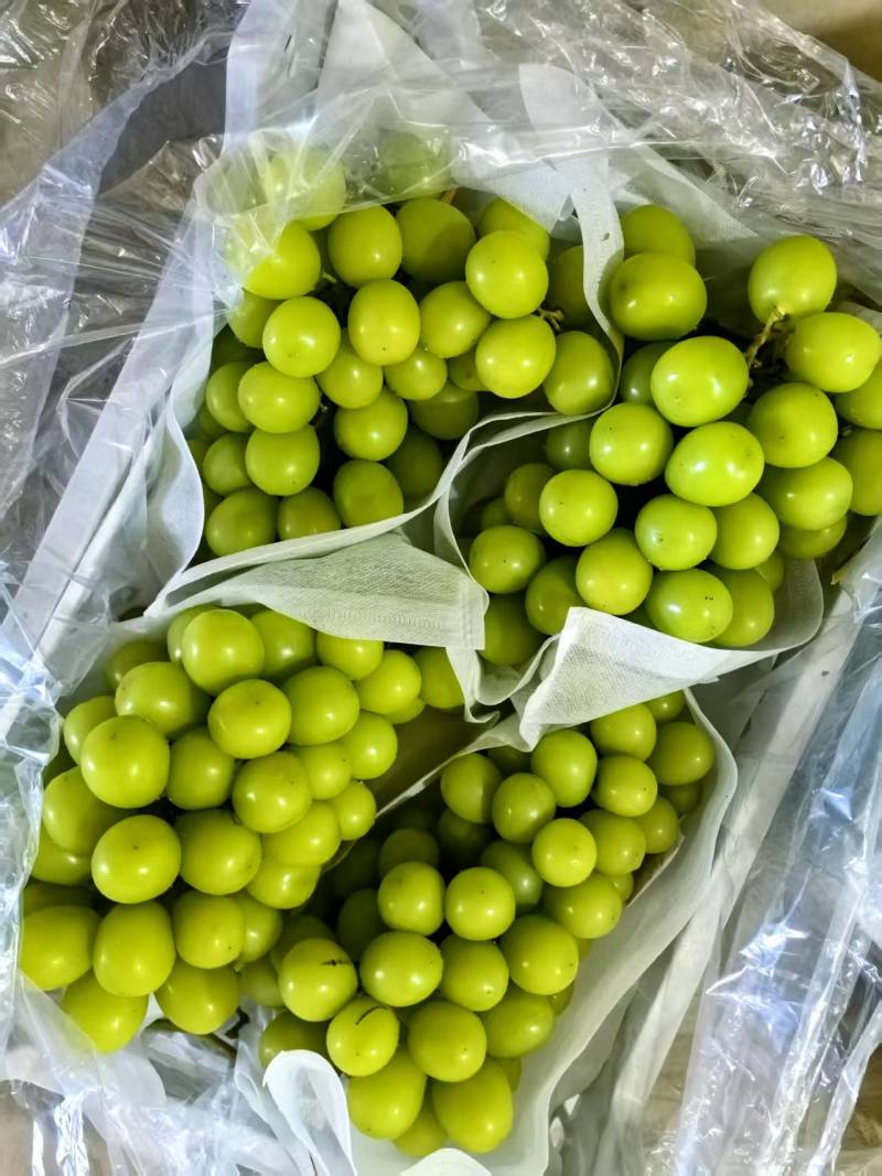 精品阳光玫瑰葡萄质量保证产地供应量大从优质量保证欢迎咨