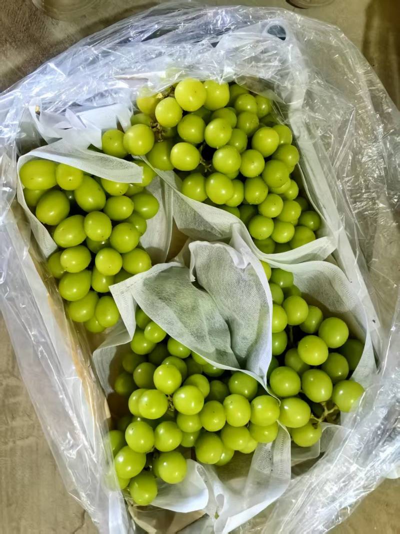 精品阳光玫瑰葡萄质量保证产地供应量大从优质量保证欢迎咨