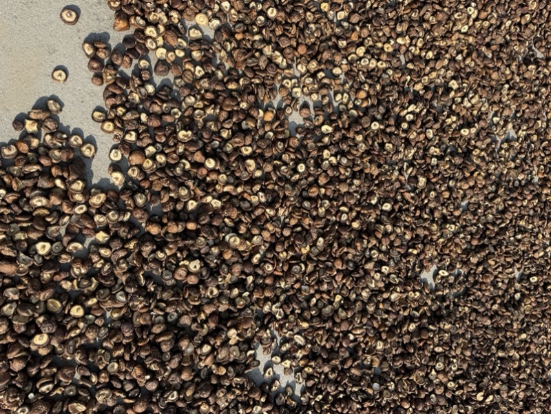 包邮油面3～4厘米干香菇2025新货烘干