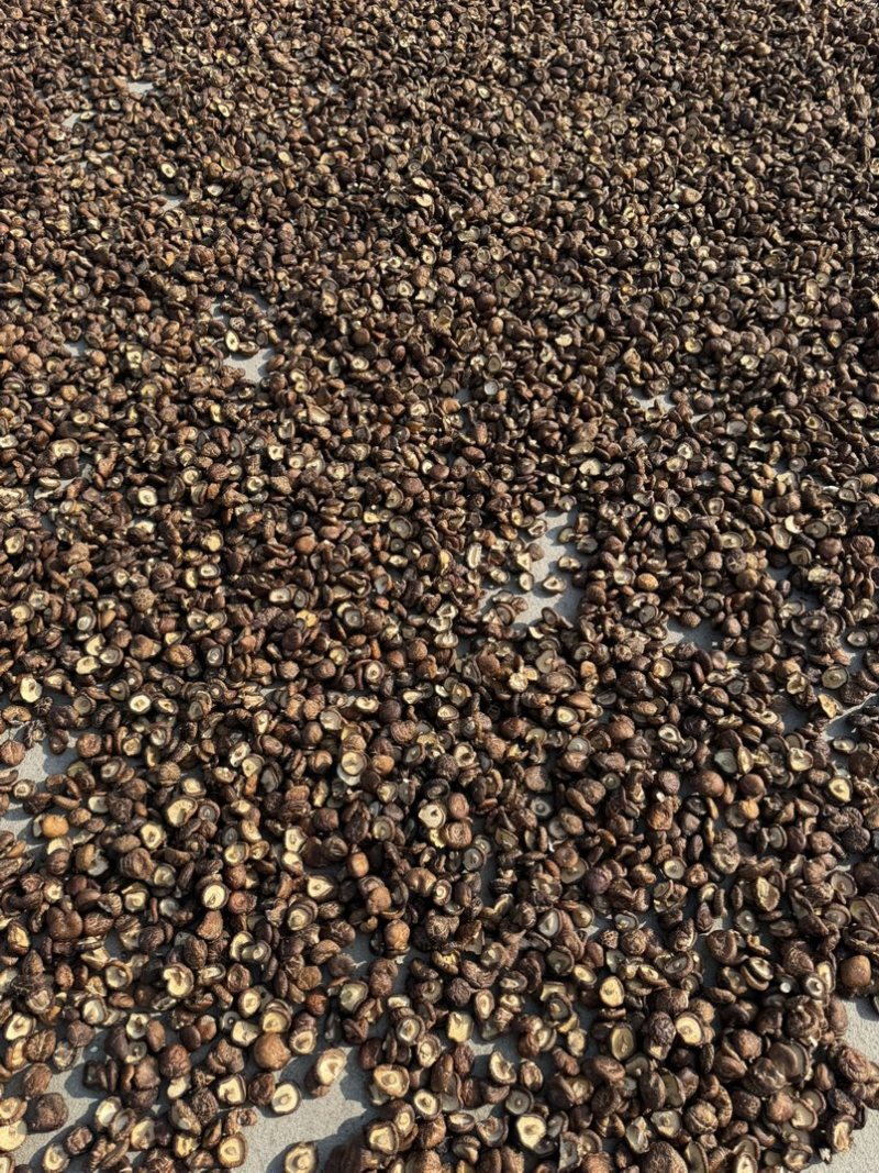 包邮油面3～4厘米干香菇2025新货烘干